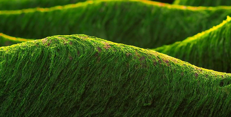 green algae