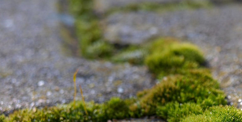 algae on block paving