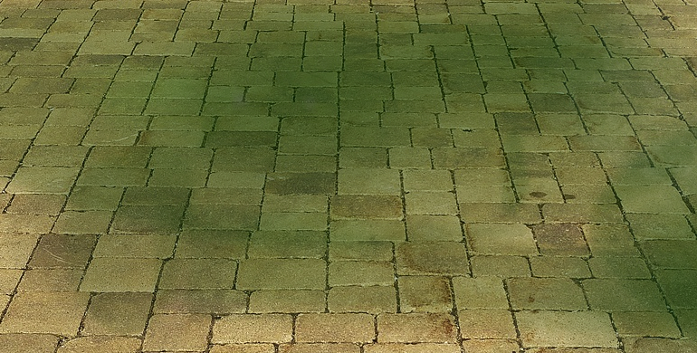 algae growth on block paving stones