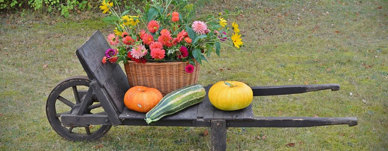 pumpkins and flower pot