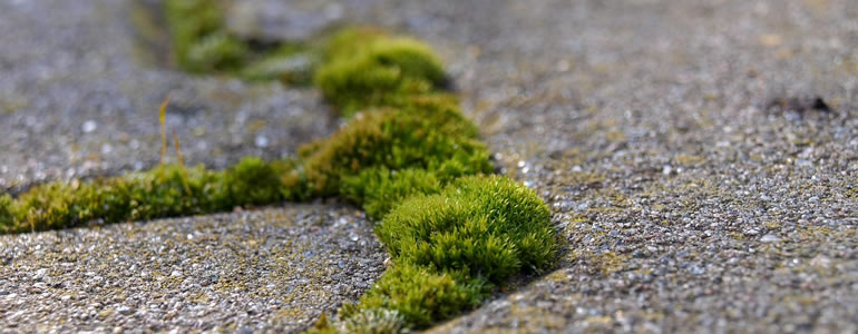 moss in block paving