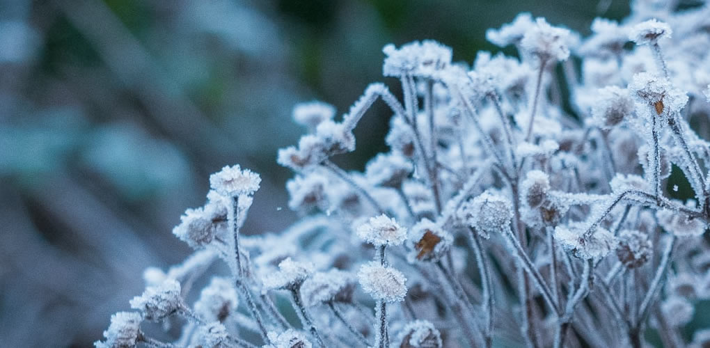 garden frost